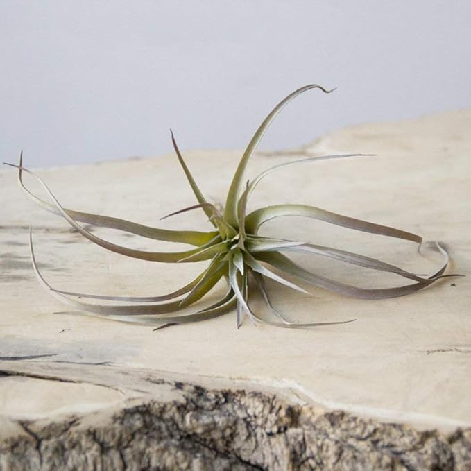 CHIVE Artificial Air Plants — Bulk Set of 5, Medium — Ultra Realistic Fake Tillandsia Bromeliad Plants — Decorative Faux Succulents for Home & Office Decor — No Care Needed!-VerdiqueGarden