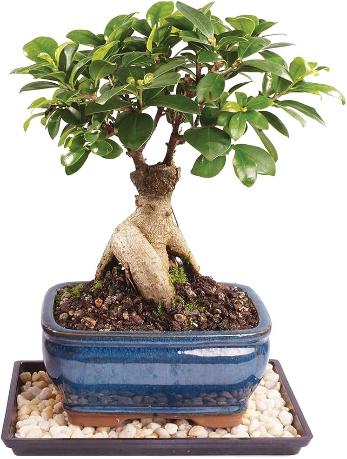 Brussel's Bonsai Live Ginseng Grafted Ficus Indoor Bonsai Tree - Small, 4 Years, 6 to 8 In - Live Bonsai Tree in Ceramic Bonsai Pot and Humidity Tray-VerdiqueGarden