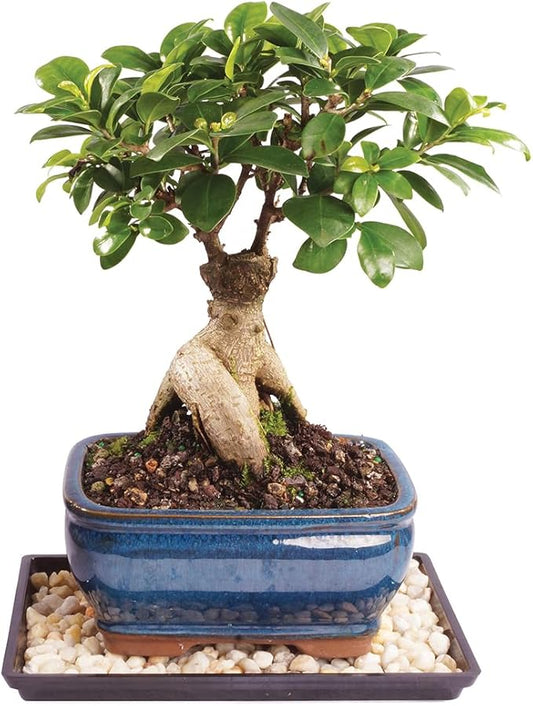 Brussel's Bonsai Live Ginseng Grafted Ficus Indoor Bonsai Tree - Small, 4 Years, 6 to 8 In - Live Bonsai Tree in Ceramic Bonsai Pot and Humidity Tray-VerdiqueGarden