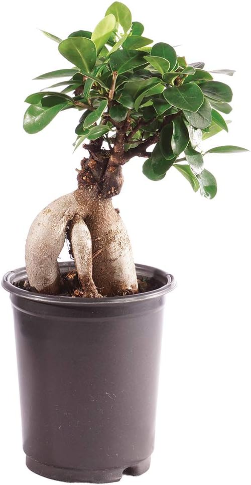 Brussel's Bonsai Live Gensing Grafted Ficus Indoor Bonsai Tree-4 Years Old 6" to 8" Tall with Plastic Grower Pot, Small, Blank-VerdiqueGarden