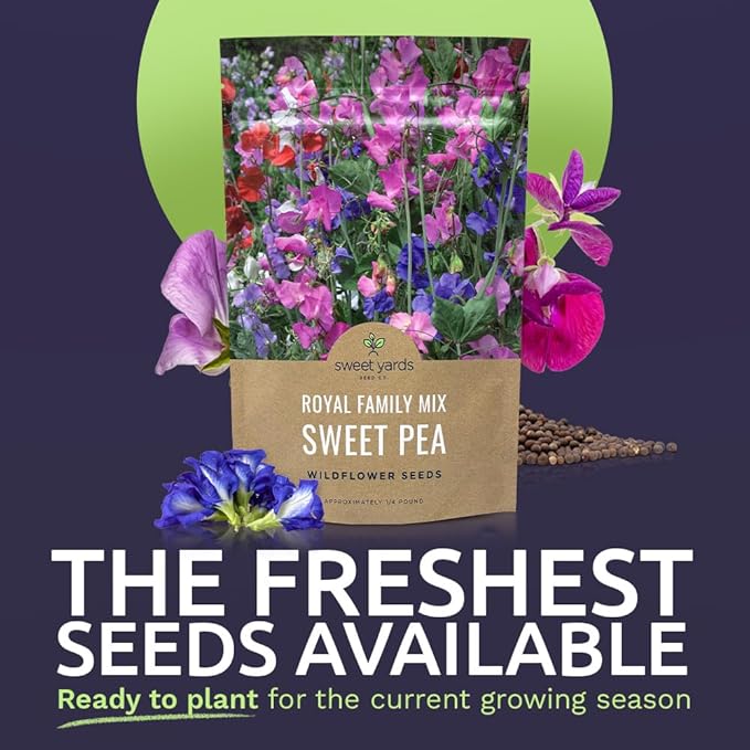 Sweet Pea Seeds Royal Mix - Bulk 1/4 Pound Bag - Over 1,400 Seeds - Large Fragrant Lavender, Purple, Red, Pink and White Blooms-VerdiqueGarden