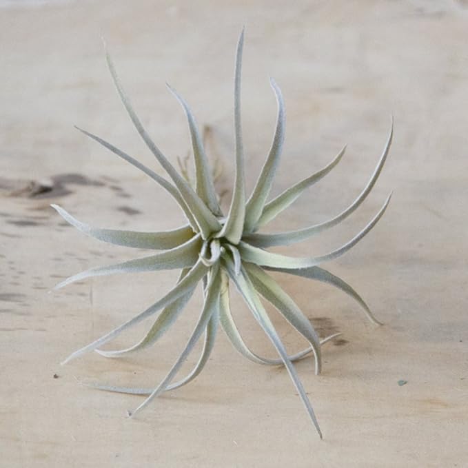 CHIVE Artificial Air Plants — Bulk Set of 5, Large — Ultra Realistic Fake Tillandsia Bromeliad Plants — Decorative Faux Succulents for Home & Office Decor — No Care Needed!-VerdiqueGarden