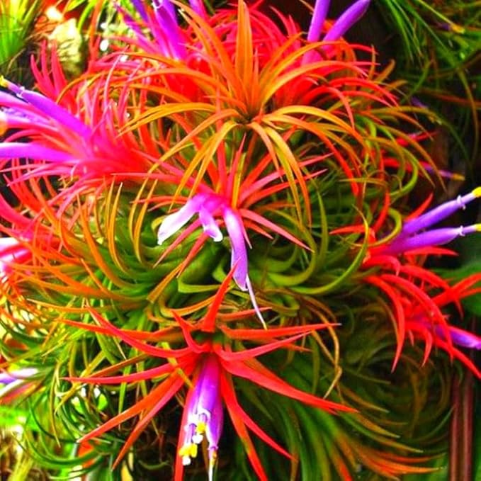 12 Air Plants, Tillandsia Air Plants Live Houseplants for Garden, Red Lonantha Tillandsia Plant-VerdiqueGarden