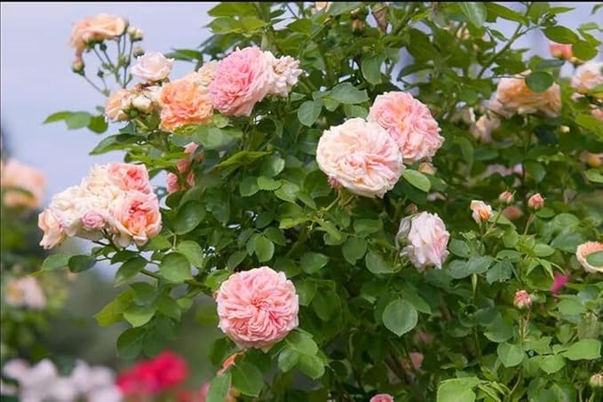 100pcs Pink Climbing Rose Vine Seeds - Amazing Growth and Beautiful Roses - Perennial Heirloom Non-GMO Outdoor-VerdiqueGarden
