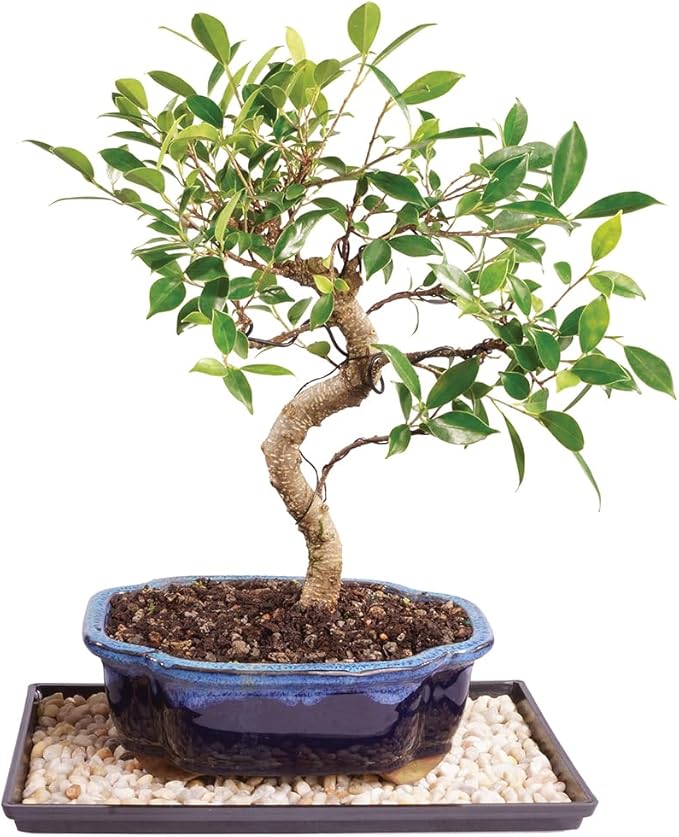 Brussel's Bonsai Live Golden Gate Ficus Indoor Bonsai Tree - Medium, 7 Years, 8 to 16 In - Live Bonsai Tree in Ceramic Bonsai Pot and Humidity Tray-VerdiqueGarden