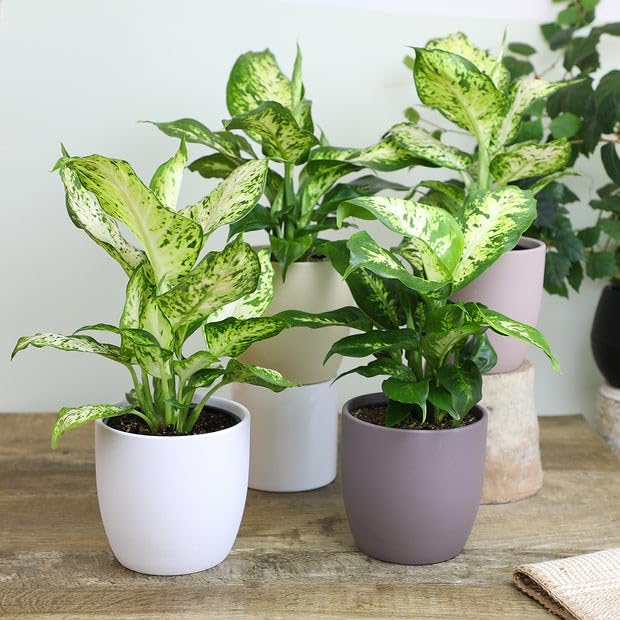 Premium DIEFFENBACHIA Potting Soil Mix - Ideal for Growing Robust and Healthy Dieffenbachia - 1 Quart-VerdiqueGarden