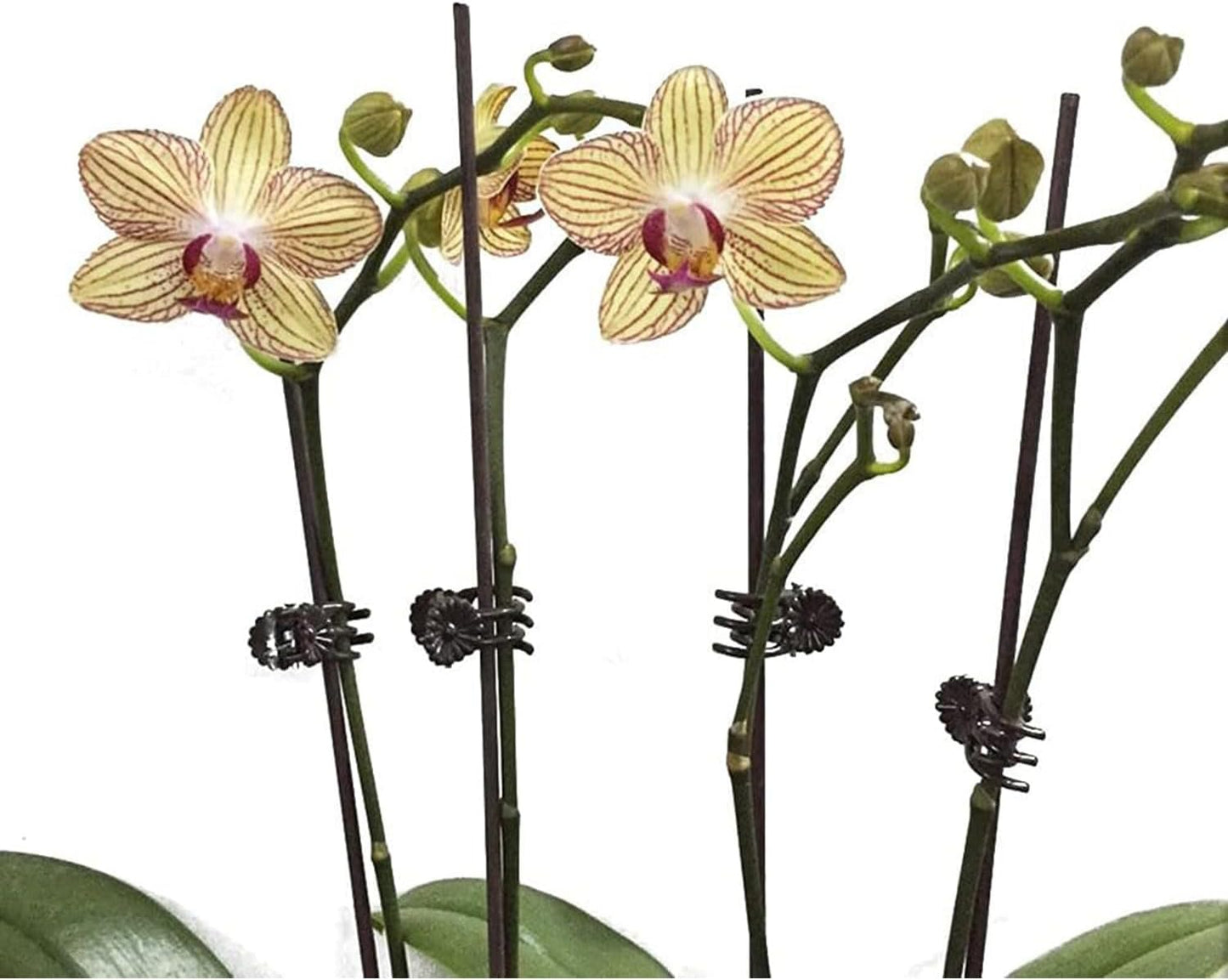 Plant Support Clips Reusable Garden Clips,100Pcs Medium Plant Clips,Tomato Support Clips,for Climbing Plants,Outdoor,Indoor Plants,Flowers,Stems,Vines Holding Clips (Brown)-VerdiqueGarden