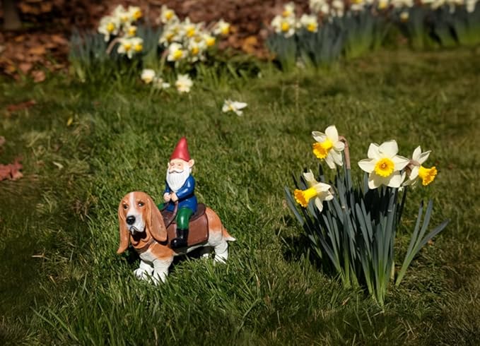 Funny Guy Mugs Gnome Riding A Basset Hound - Funny Garden Gnomes Gifts for Women - Garden Gnomes for Outdoors - Gifts for Dog Lovers - Indoor/Outdoor Garden Gnome Sculpture for Patio, Yard or Lawn-VerdiqueGarden