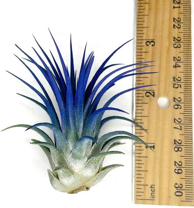 Ionantha Guatemala Tillandsia Air Plant, Guatemala Tillandsia Live Airplant, Healthy Arrival Guaranteed, Great Indoor Plant, Home Decor & Gift (Blue)-VerdiqueGarden