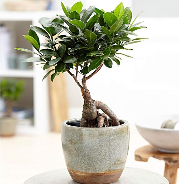 American Plant Exchange Ficus Ginseng Microcarpa – 4-Inch with Pot – Live Easy Care Bonsai Tree, Air Purifying Indoor Plant for Home, Office, or Zen Décor-VerdiqueGarden
