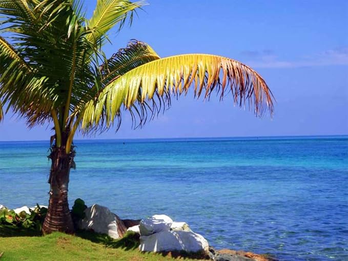 American Plant Exchange Coconut Palm Tree, Live Tropical Plant for Indoor & Outdoor Use, Malaysian Dwarf Green, Home, Garden, Landscape & Patio Décor, 2ft Tall with Pot Cover-VerdiqueGarden