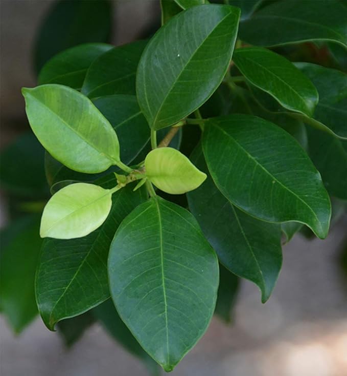 American Plant Exchange Ficus Ginseng Microcarpa – 4-Inch with Pot – Live Easy Care Bonsai Tree, Air Purifying Indoor Plant for Home, Office, or Zen Décor-VerdiqueGarden