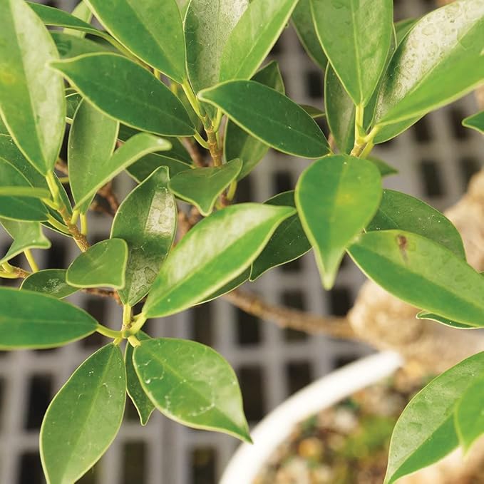 Brussel's Bonsai Live Golden Gate Ficus Indoor Bonsai Tree - Medium, 7 Years, 8 to 16 In - Live Bonsai Tree in Ceramic Bonsai Pot and Humidity Tray-VerdiqueGarden
