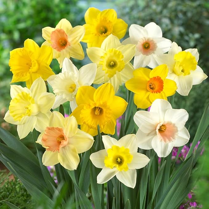 100 Narcissus Daffodil Mix Flower Bulb Box with Easy Carry Handle - White & Yellow Colors - Weeks of Easy to Grow Flowers - Plant in Gardens, Containers & Flowerbeds - Planting Instructions Included-VerdiqueGarden