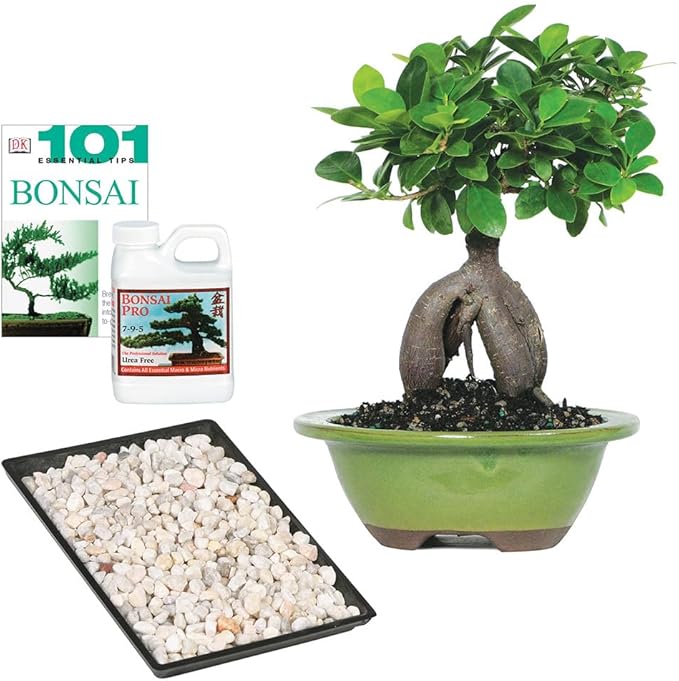 Brussel's Bonsai Live Ginseng Grafted Ficus Indoor Bonsai Tree Gift Set - Small, 4 Years, 6 to 8 in - Ceramic Bonsai Pot, Fertilizer, and Humidity Tray-VerdiqueGarden