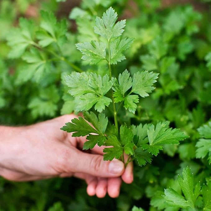 Parsley Plant Potting Soil - Enhance Flavor and Health with Professional Grade Nutrient-Rich Mix - 3 Quart-VerdiqueGarden