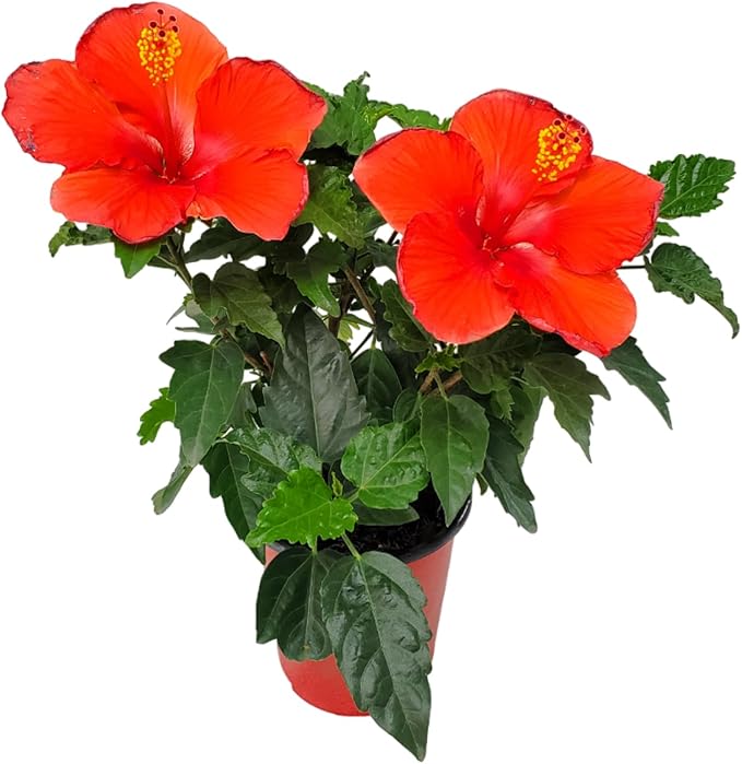 Tropical Plants of Florida - Red Hibiscus Bush Dwarf - Flowering Plants Live - 12" to 16" Overall Height - 1 Gallon Planter (Plant Only)-VerdiqueGarden