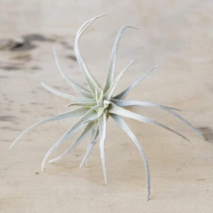 CHIVE Artificial Air Plants — Bulk Set of 5, Medium — Ultra Realistic Fake Tillandsia Bromeliad Plants — Decorative Faux Succulents for Home & Office Decor — No Care Needed!-VerdiqueGarden