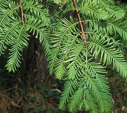 (3) - Dawn Redwood Trees - Starter Plant (LG36) (3 Live Trees)-VerdiqueGarden