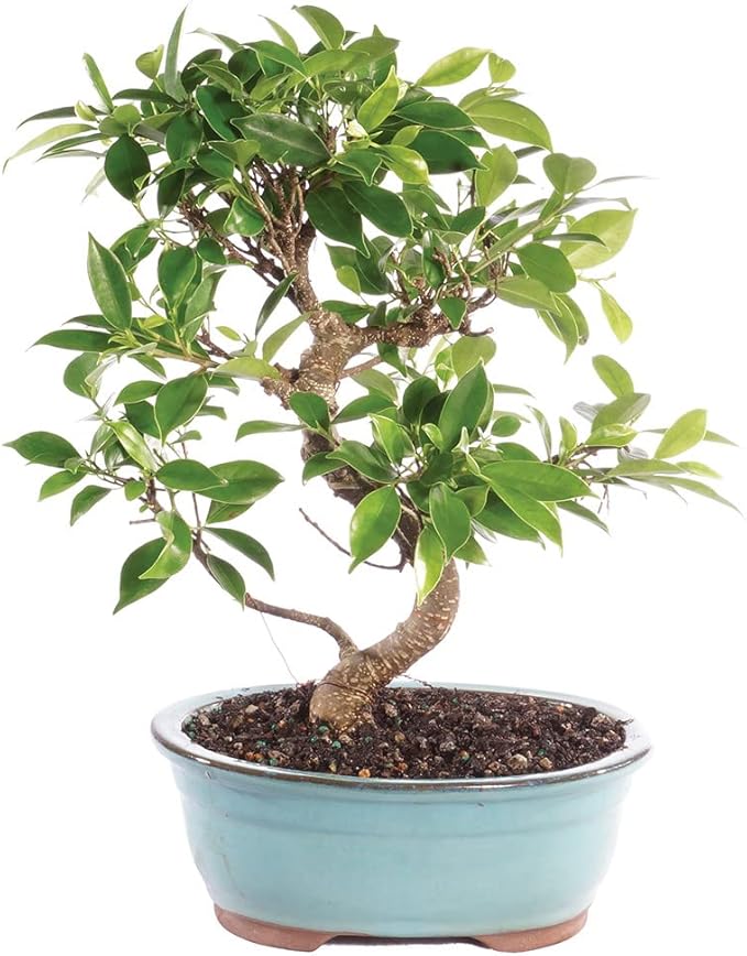 Brussel's Bonsai Live Golden Gate Ficus Indoor Bonsai Tree - Medium, 7 Years Old, 8 to 16 Inches Tall - Live Bonsai Tree in Ceramic Bonsai Pot-VerdiqueGarden