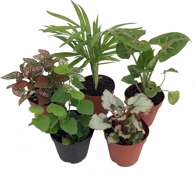 Hirt's Terrarium Kit with 5 Terrarium Plants and 5 Ferns-VerdiqueGarden