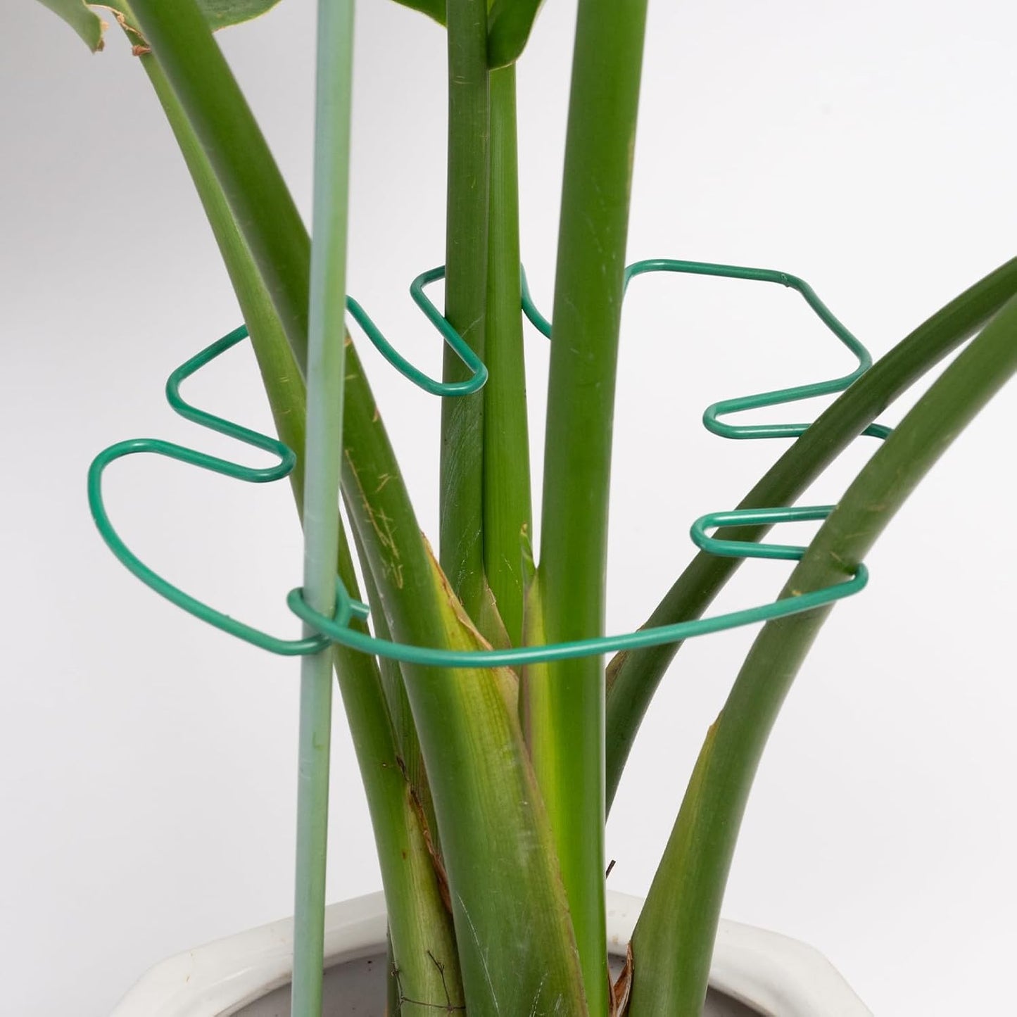 5PCS Monstera Plant Stem Support 7.3*6.25IN Adjustable Holder for Indoor Plants, Durable Metal Structure with Gentle Clips, Perfect for Fishbone Cactus & Climbing Plants, Ideal Gardening Gift-VerdiqueGarden