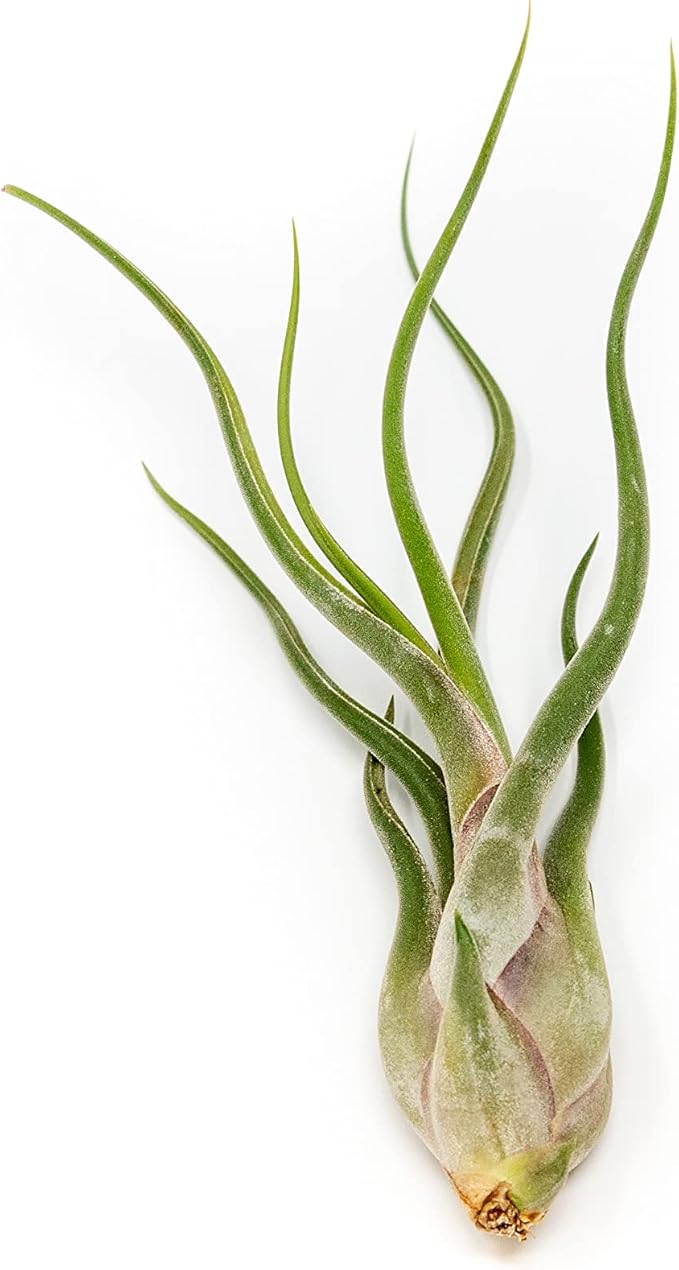 10 Pack of Large Tillandsia Air Plants - Xerographica, Juncea, Bulbosa, Caput Medusae & Harrisii- Live Succulent House Plants Availabe in Wholesale and Bulk - Easy Care Indoor and Outdoor Plant-VerdiqueGarden
