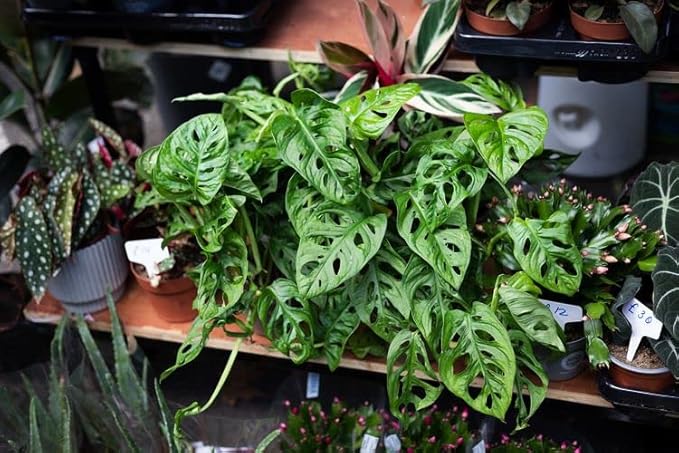 Premium Swiss Cheese Plant Potting Mix - 20 QT - Monstera Deliciosa Blend for Optimal Nutrients and Drainage for Healthy Growth - (4 Bags of 5 Quart)-VerdiqueGarden