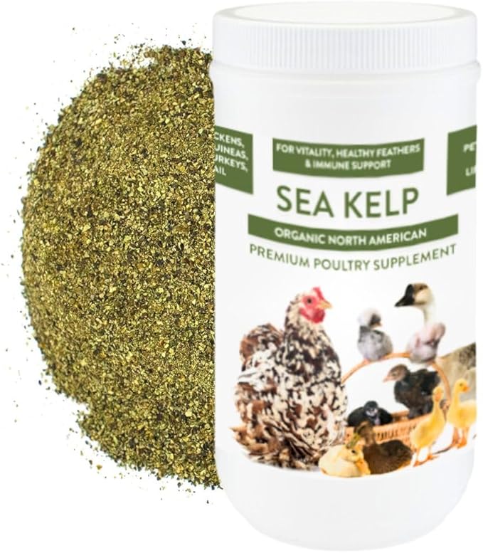Organic Kelp for Chickens & Duck Feed (1 Pound): Chicken Vitamins | Chicken Supplements | Vitamins for Chickens | Pampered Chicken Mama-VerdiqueGarden