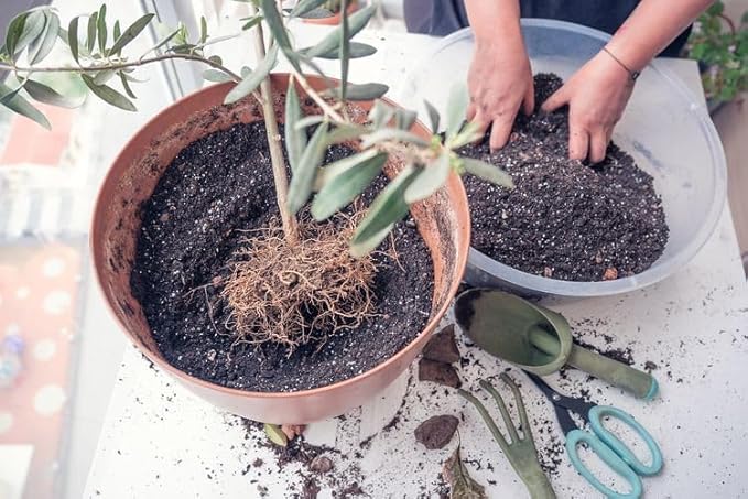 Premium Potting Mix for Olive Trees by Gardenera - Maximized Nutrient Retention and Growth Potential - 5 Quart-VerdiqueGarden