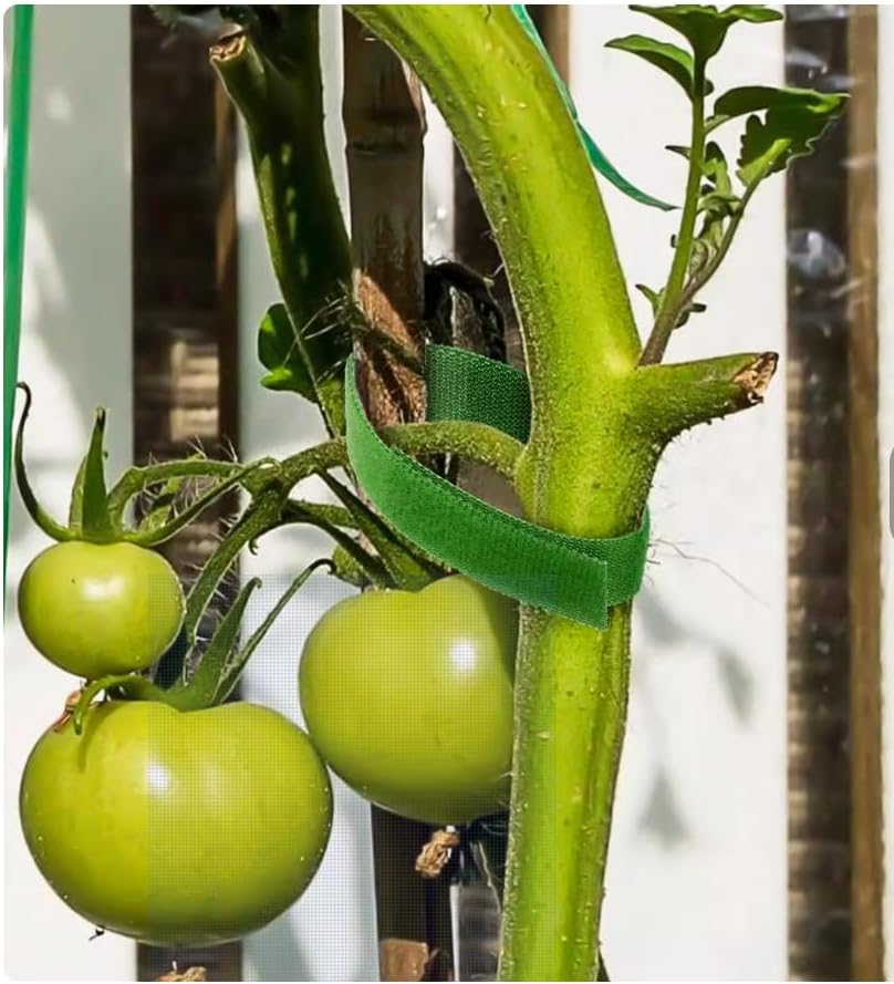 Garden Plants Tape Ties for Climbing Stakes Grafting Clips Support(143 Feet X1/3 Inch Green)-VerdiqueGarden