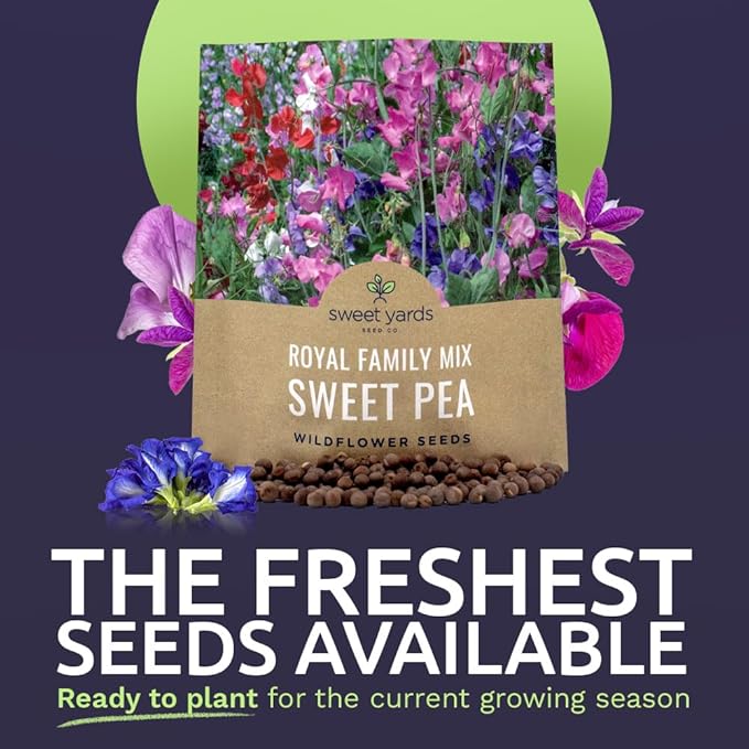 Sweet Pea Seeds Royal Mix - Bulk 1 Ounce Packet - Over 350 Seeds - Large Fragrant Lavender, Purple, Red, Pink and White Blooms-VerdiqueGarden