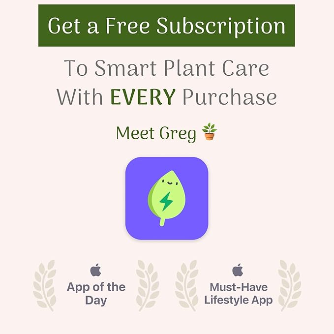 American Plant Exchange Ficus Ginseng Microcarpa – 4-Inch with Pot – Live Easy Care Bonsai Tree, Air Purifying Indoor Plant for Home, Office, or Zen Décor-VerdiqueGarden