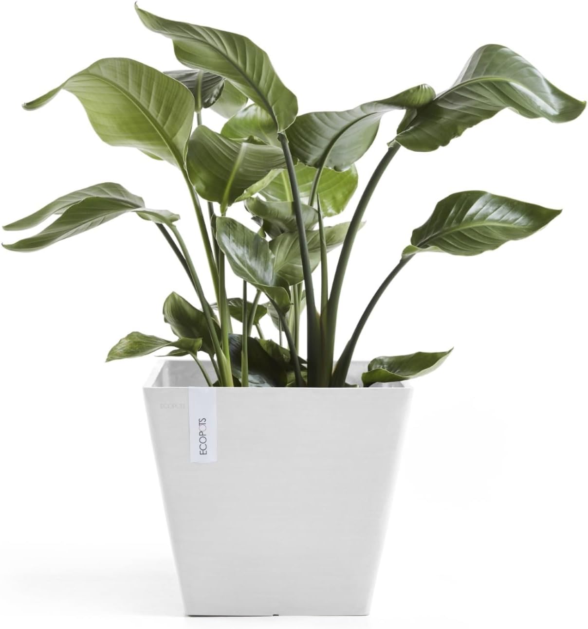 Ecopots Rotterdam Durable Modern Square Indoor/Outdoor Recycled-Based Composite Flower Planter, Pure White, 12"-VerdiqueGarden