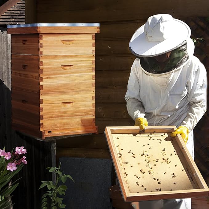 POLLIBEE 10 Frame Langstroth Beehive, Beeswax Coated Bee Hives for Bee Keeper,Beehive Include 2 Deep Bee Boxes and 1 Medium Bee Hive Box with Frame and Foundation(Unassembled)-VerdiqueGarden