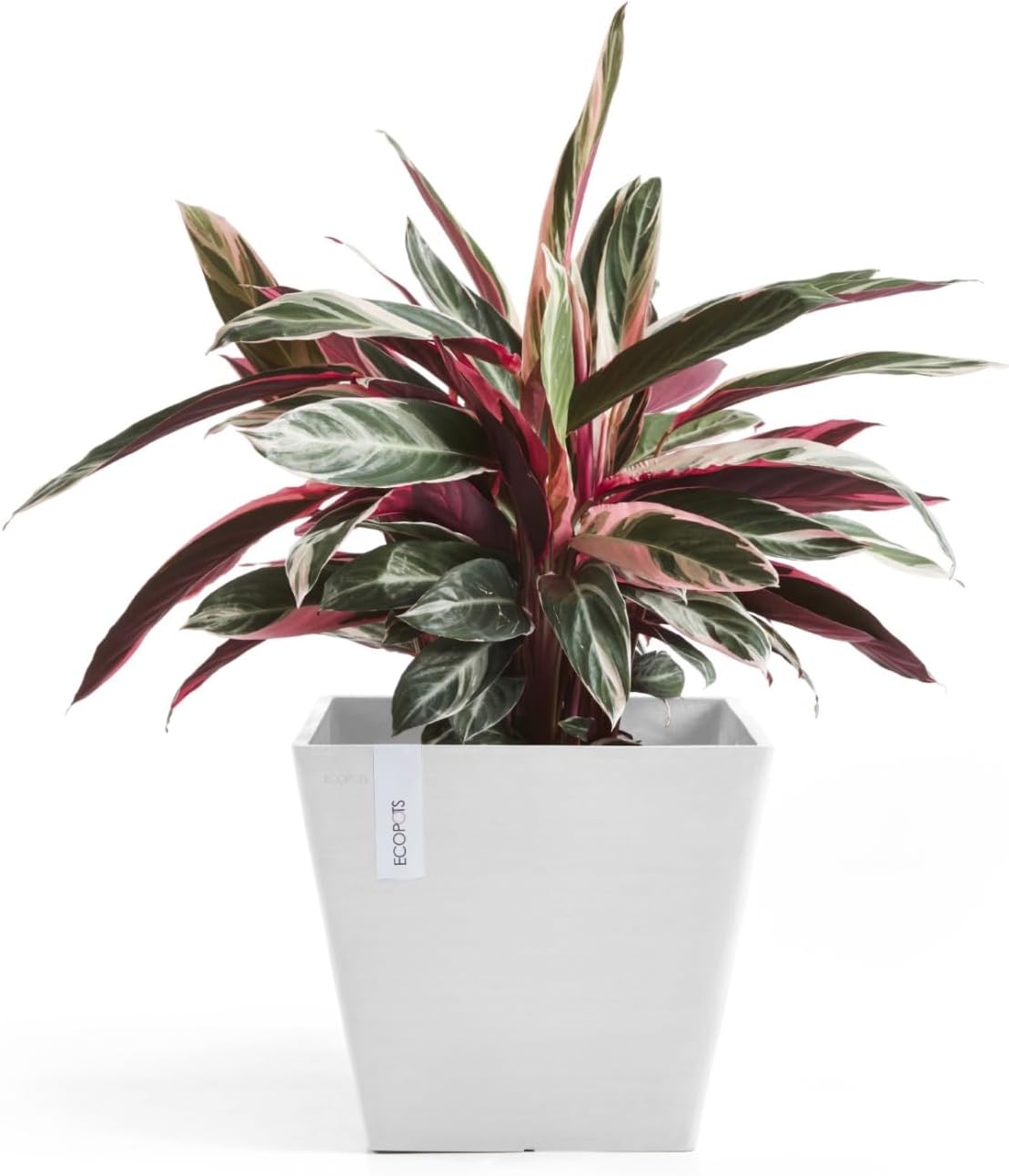 Ecopots Rotterdam Durable Modern Square Indoor/Outdoor Recycled-Based Composite Flower Planter, Pure White, 12"-VerdiqueGarden