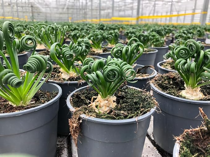 Premium Albuca Spiralis Potting Soil Mix - Perfect Balance of Nutrients, Drainage, and Aeration for Thriving Blooms - 10 Quart-VerdiqueGarden