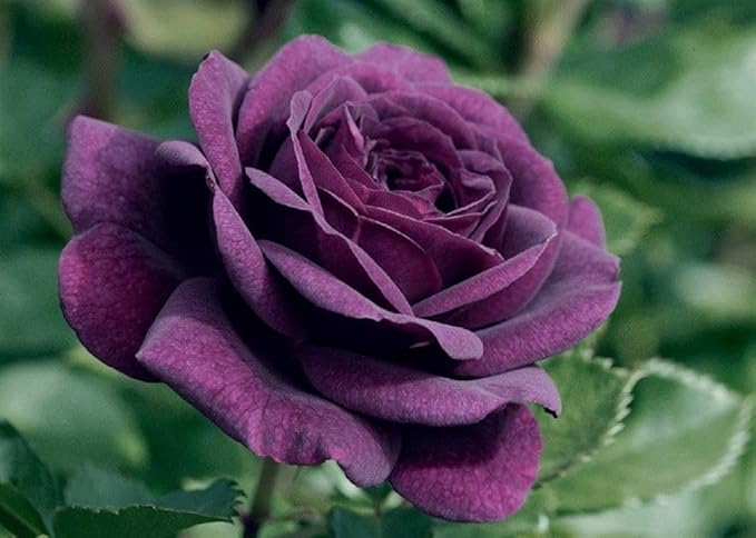 100pcs Pink Climbing Rose Vine Seeds - Amazing Growth and Beautiful Roses - Perennial Heirloom Non-GMO Outdoor-VerdiqueGarden