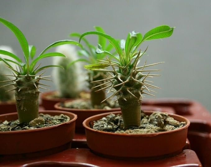 Madagascar Palm Potting Mix - Unlock Robust Growth and Striking Form with Our High-Performance Formula - 20 Quart-VerdiqueGarden