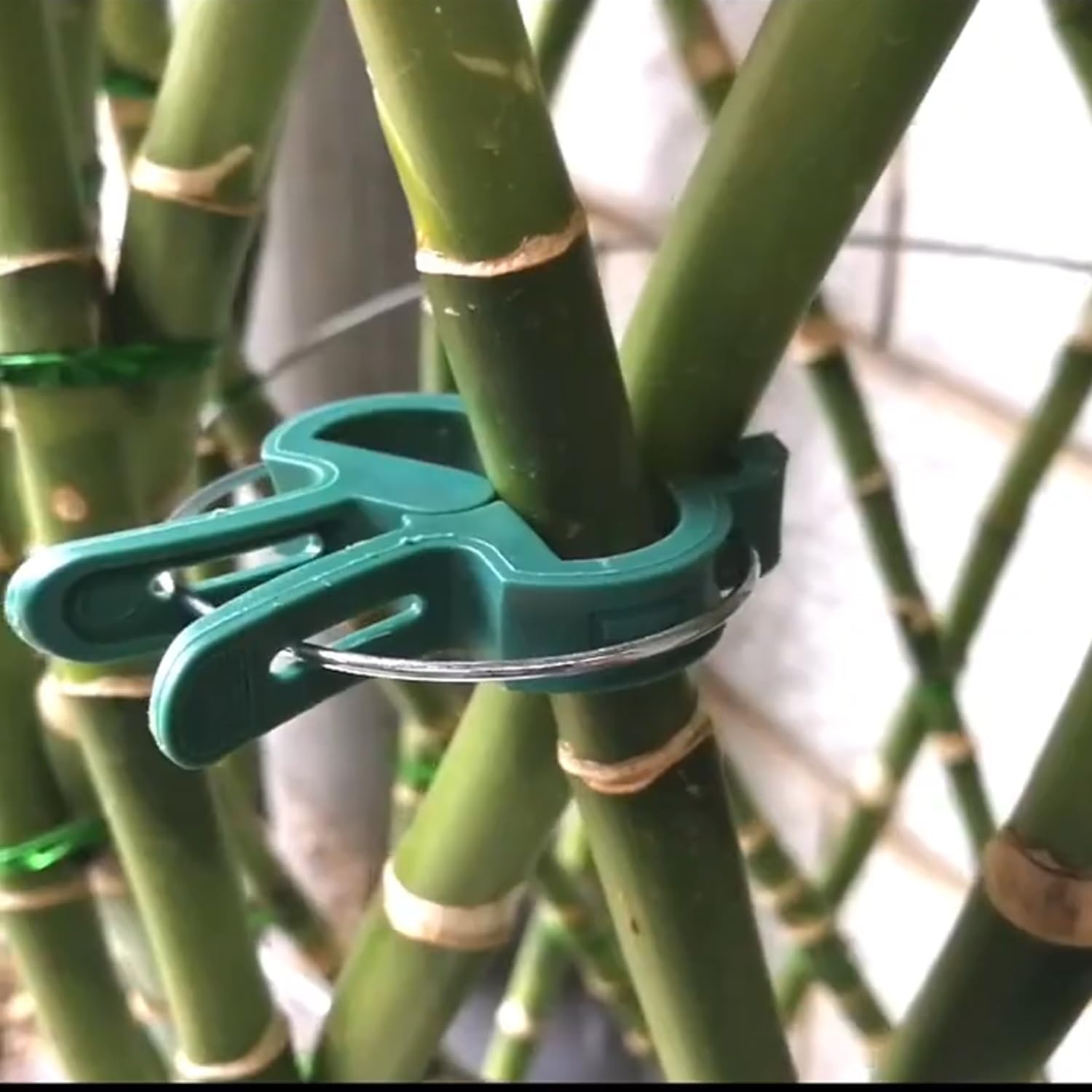 60 Garden Plant Clips,Plant Support Clips Hold Plant Stems, for Multi-Purpose Plants Rattan Clip Rose, Sturdy Cucumber Orchid Clip Plant Support Adjustable Clip Green (Large 60Pcs), DHYWJ-01-VerdiqueGarden