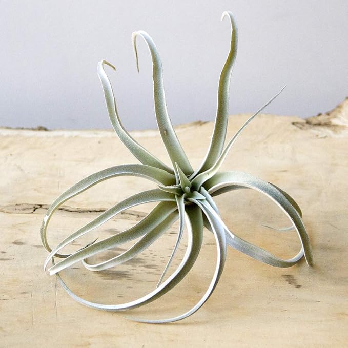 CHIVE Artificial Air Plants — Bulk Set of 5, Large — Ultra Realistic Fake Tillandsia Bromeliad Plants — Decorative Faux Succulents for Home & Office Decor — No Care Needed!-VerdiqueGarden