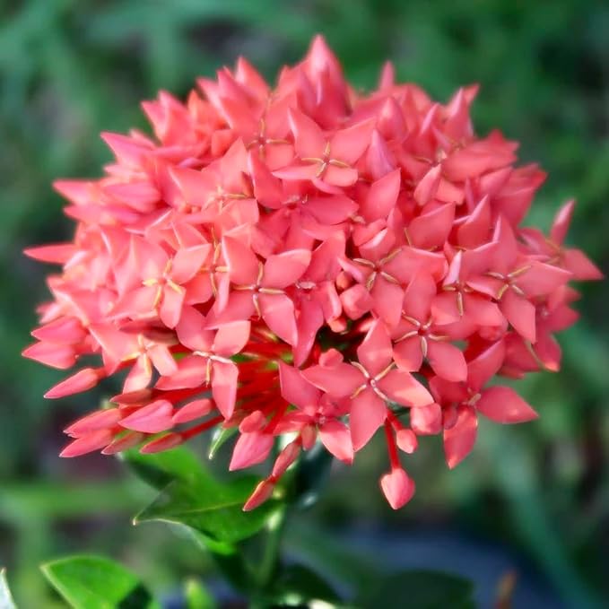 Ixora Plant Potting Soil - Enhance Blossoming and Health with Professional Grade Nutrient-Rich Mix - 3 Quart-VerdiqueGarden