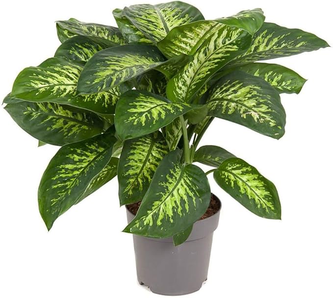 Premium Dumb Cane Potting Soil Mix - Ideal Blend for Growing Robust and Healthy Dumb Cane Plants - 20 Quart-VerdiqueGarden