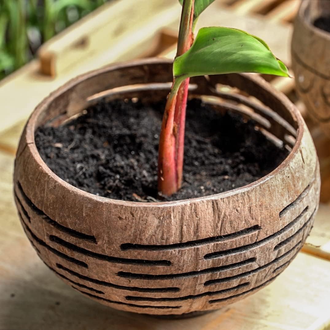 Horizons Coconut Planter w/ Drainage Hole- Perfect for Succulents, Flowers, Small Plants, Indoor & Outdoor Gardens- Handcarved by Artisans, Eco-Friendly & Sustainable-VerdiqueGarden