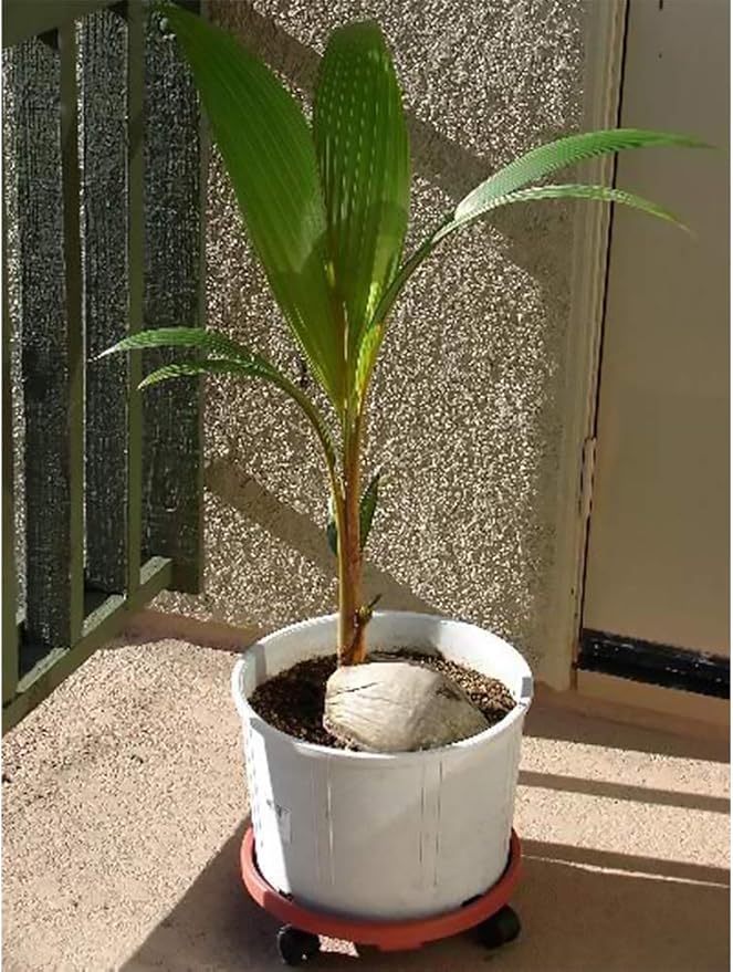 American Plant Exchange Coconut Palm Tree, Live Tropical Plant for Indoor & Outdoor Use, Malaysian Dwarf Green, Home, Garden, Landscape & Patio Décor, 2ft Tall with Pot Cover-VerdiqueGarden