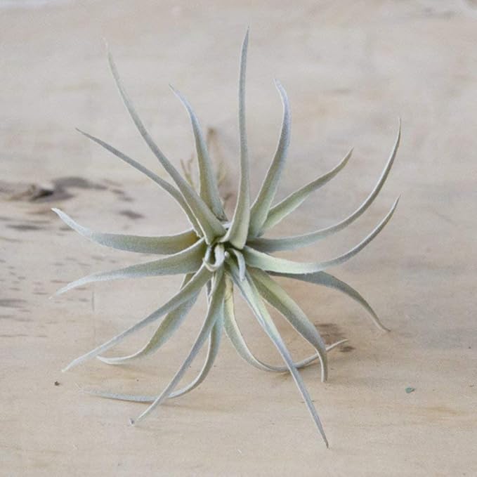 CHIVE Artificial Air Plants — Bulk Set of 5, Medium — Ultra Realistic Fake Tillandsia Bromeliad Plants — Decorative Faux Succulents for Home & Office Decor — No Care Needed!-VerdiqueGarden