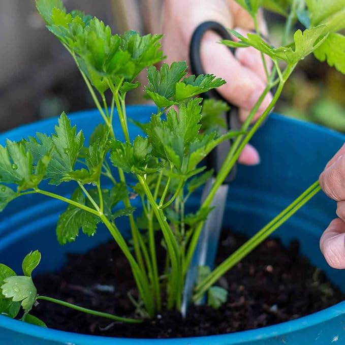 Parsley Potting Mix - Promote Strong Roots and Culinary Excellence with Our Premium Blend - 4 Quart-VerdiqueGarden