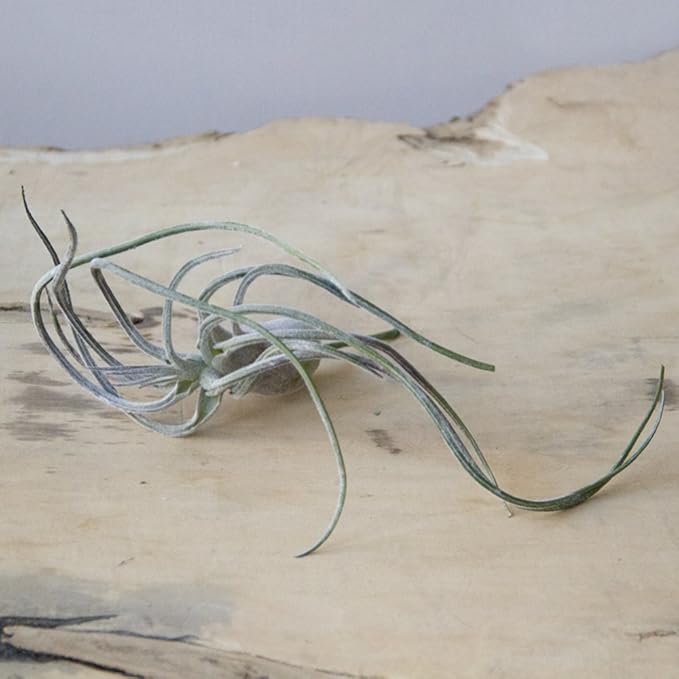 CHIVE Artificial Air Plants — Bulk Set of 5, Large — Ultra Realistic Fake Tillandsia Bromeliad Plants — Decorative Faux Succulents for Home & Office Decor — No Care Needed!-VerdiqueGarden