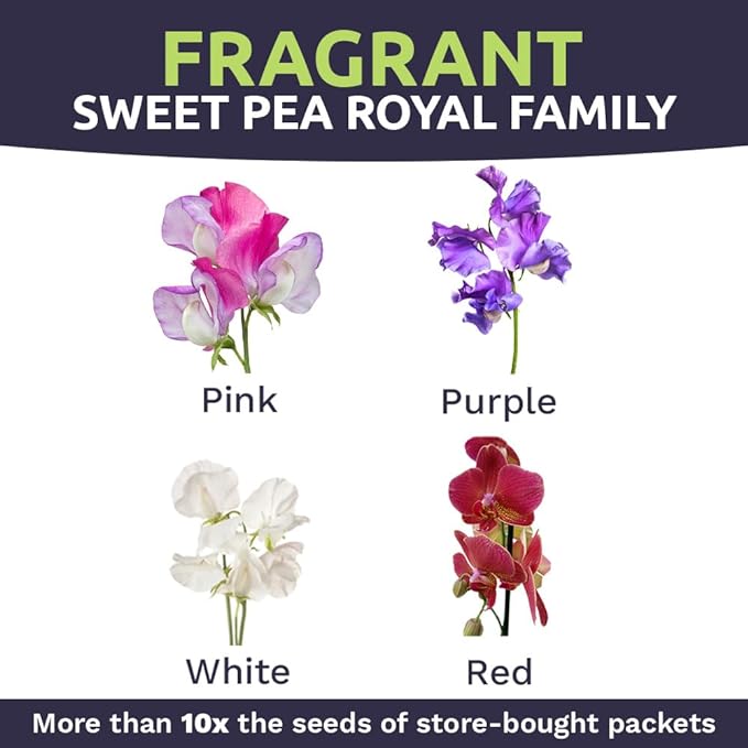 Sweet Pea Seeds Royal Mix - Bulk 1 Ounce Packet - Over 350 Seeds - Large Fragrant Lavender, Purple, Red, Pink and White Blooms-VerdiqueGarden