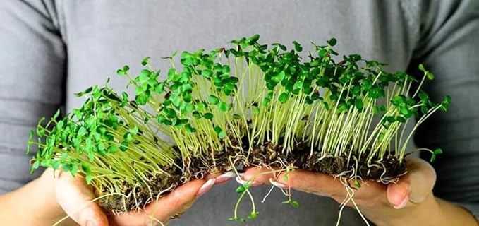 Premium Organic Microgreens Potting Mix: Canadian Peat Moss, Cococoir, Perlite, and More - 3 Quart-VerdiqueGarden